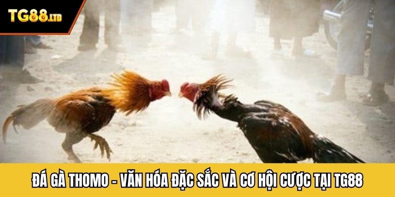 Đá Gà Thomo