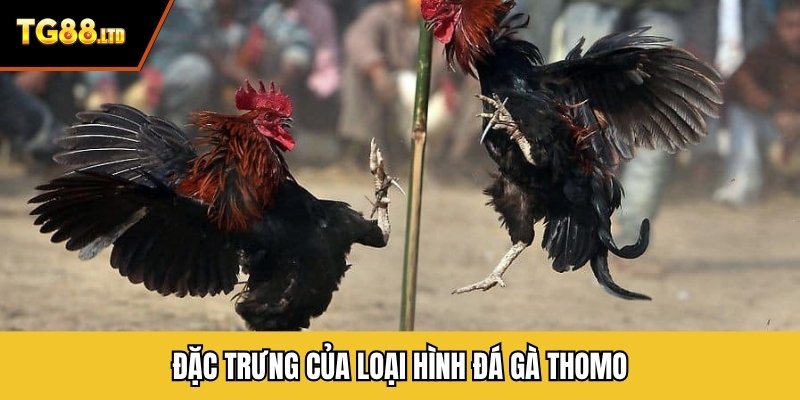 Đặc trưng của loại hình đá gà thomo