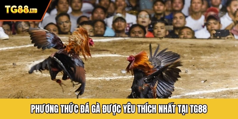 Phương thức đá gà được yêu thích nhất tại TG88
